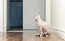加拿大无毛猫桌面壁纸