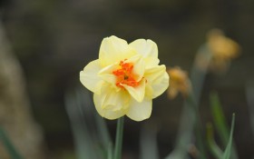 水仙花花卉桌面壁纸