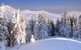森林雪景桌面壁纸