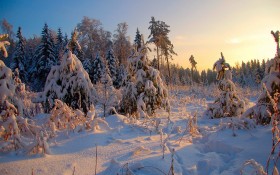 森林雪景桌面壁纸