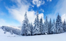 森林雪景桌面壁纸