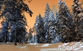 森林雪景桌面壁纸