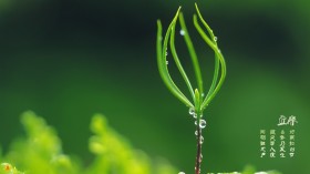 24节气之一立春风景桌面壁纸