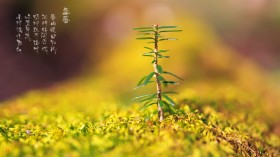 24节气之一立春风景桌面壁纸