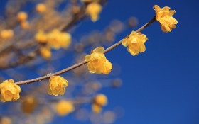 腊梅花卉桌面壁纸