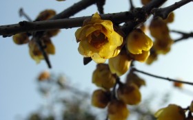 腊梅花卉桌面壁纸