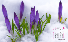 天堂精选 2013年3月花卉月历桌面壁纸