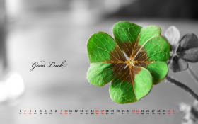 天堂精选 2013年3月花卉月历桌面壁纸