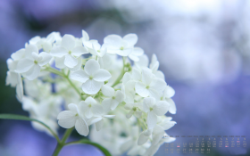 天堂精选 2013年3月花卉月历桌面壁纸