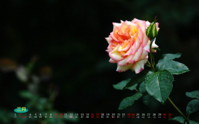 天堂精选 2013年3月花卉月历桌面壁纸