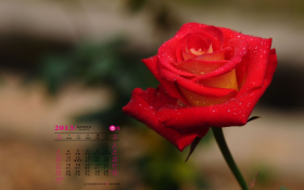 天堂精选 2013年3月花卉月历桌面壁纸
