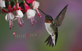 天堂精选 2013年3月花卉月历桌面壁纸