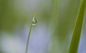春天的小草风景桌面壁纸