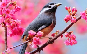 春天的小鸟桌面壁纸