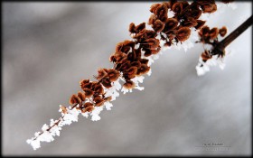 冬季花园雪景桌面壁纸