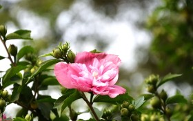 木槿花花卉桌面壁纸