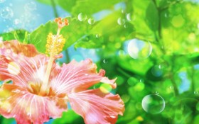木槿花花卉桌面壁纸
