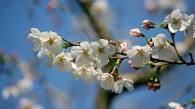 樱花花卉桌面壁纸