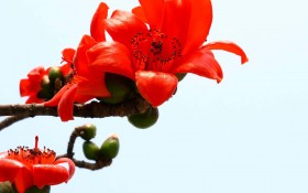 木棉花花卉桌面壁纸