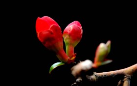 木棉花花卉桌面壁纸