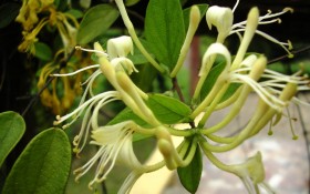 金银花花卉桌面壁纸