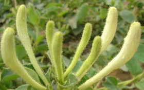 金银花花卉桌面壁纸