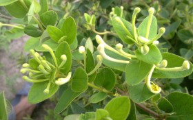 金银花花卉桌面壁纸