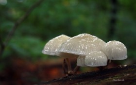 森林中的蘑菇桌面壁纸