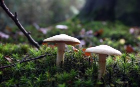 森林中的蘑菇桌面壁纸