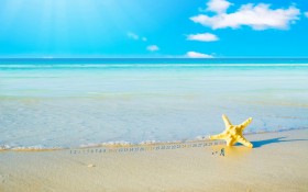 2013年8月 金色海星月历桌面壁纸