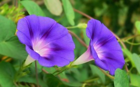 牵牛花摄影桌面壁纸