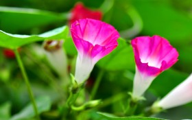 牵牛花摄影桌面壁纸