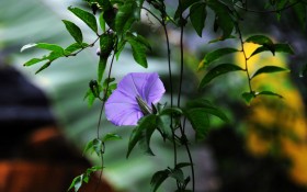 牵牛花摄影桌面壁纸