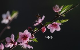 24节气之春分桌面壁纸