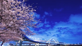 日本东京樱花风景桌面壁纸