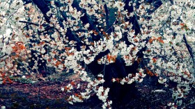 日本东京樱花风景桌面壁纸