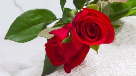 520表白日玫瑰花桌面壁纸