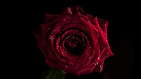 小清新玫瑰花桌面壁纸