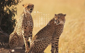 2014年9月日历桌面壁纸野生动物特辑