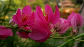 俏媚珊瑚藤花卉桌面壁纸