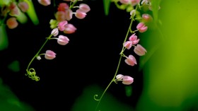 俏媚珊瑚藤花卉桌面壁纸