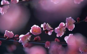唯美梅花桌面壁纸