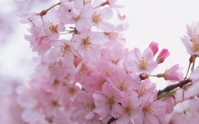 唯美梅花桌面壁纸