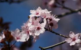 唯美梅花桌面壁纸