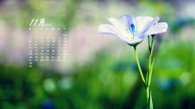 2014年11月月历唯美桌面壁纸