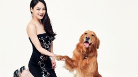 美女明星樊蕊桌面壁纸