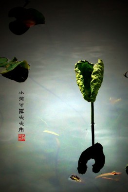 小荷才露尖尖角手机壁纸