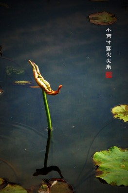 小荷才露尖尖角手机壁纸