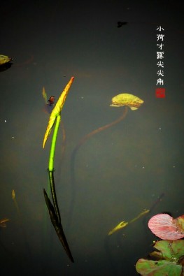 小荷才露尖尖角手机壁纸