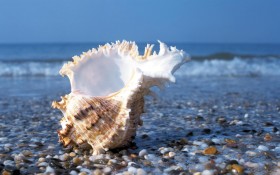 海滩上的美丽小贝壳桌面壁纸